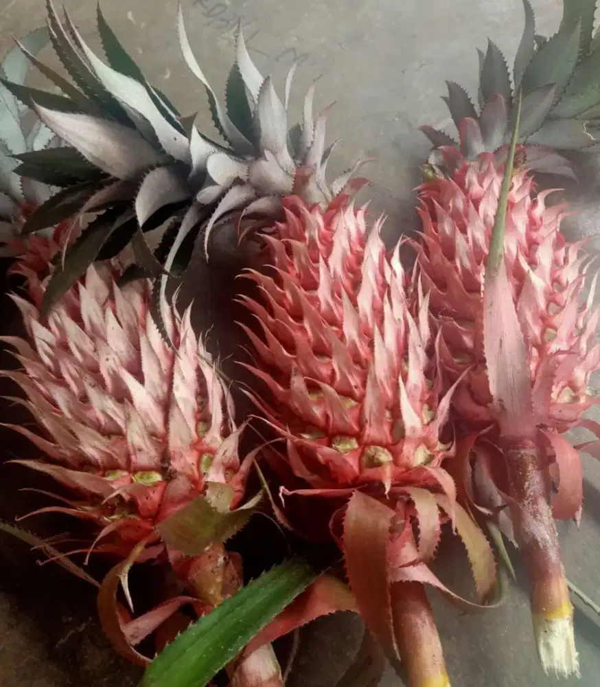Jual nanas muda segar