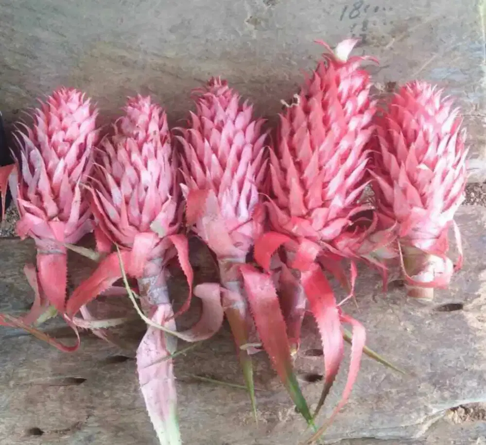 Jual nanas muda merah fresh