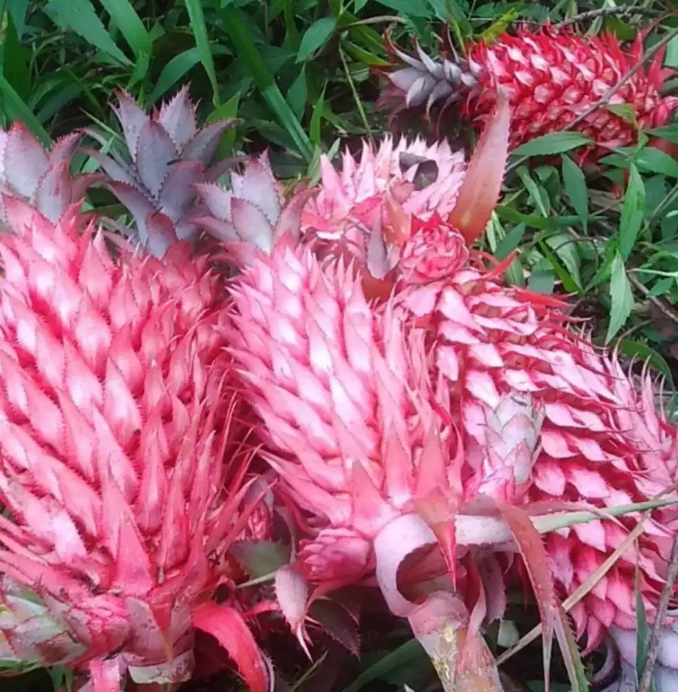 Jual nanas muda / nanas hutan / nanas merah