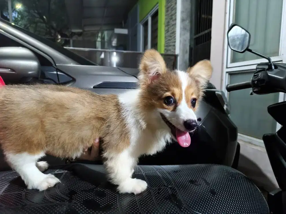 Jual Anak Anjing Corgi betina jalan 4 bulan, warna sable