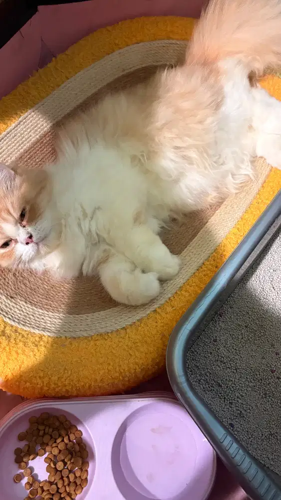 Kucing Persia usia 9 bulan