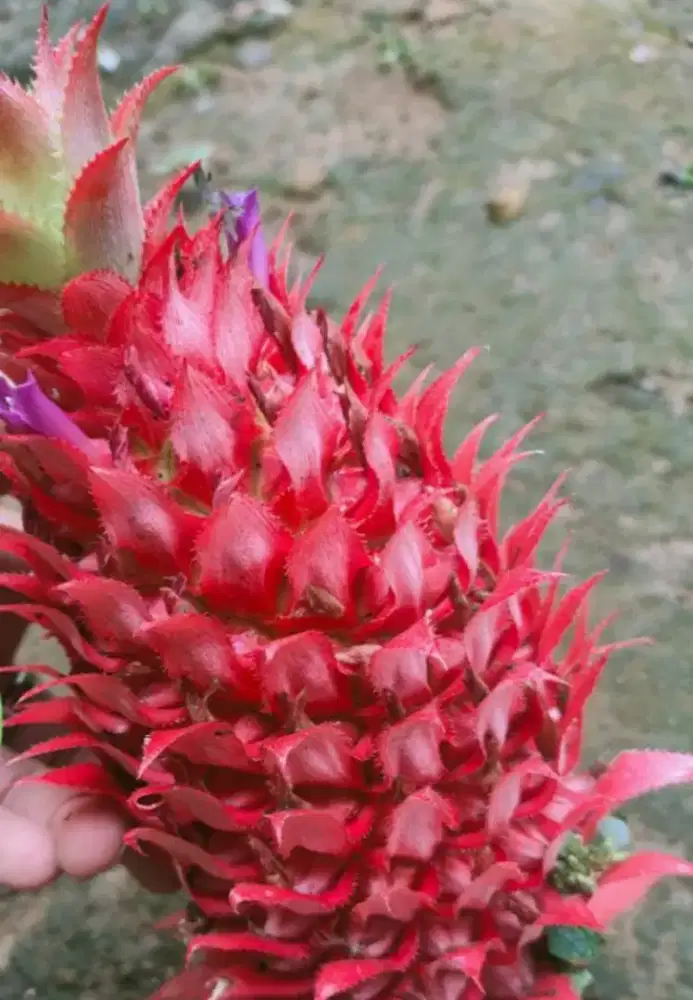 Jual buah buah nanas muda / nanas herbal