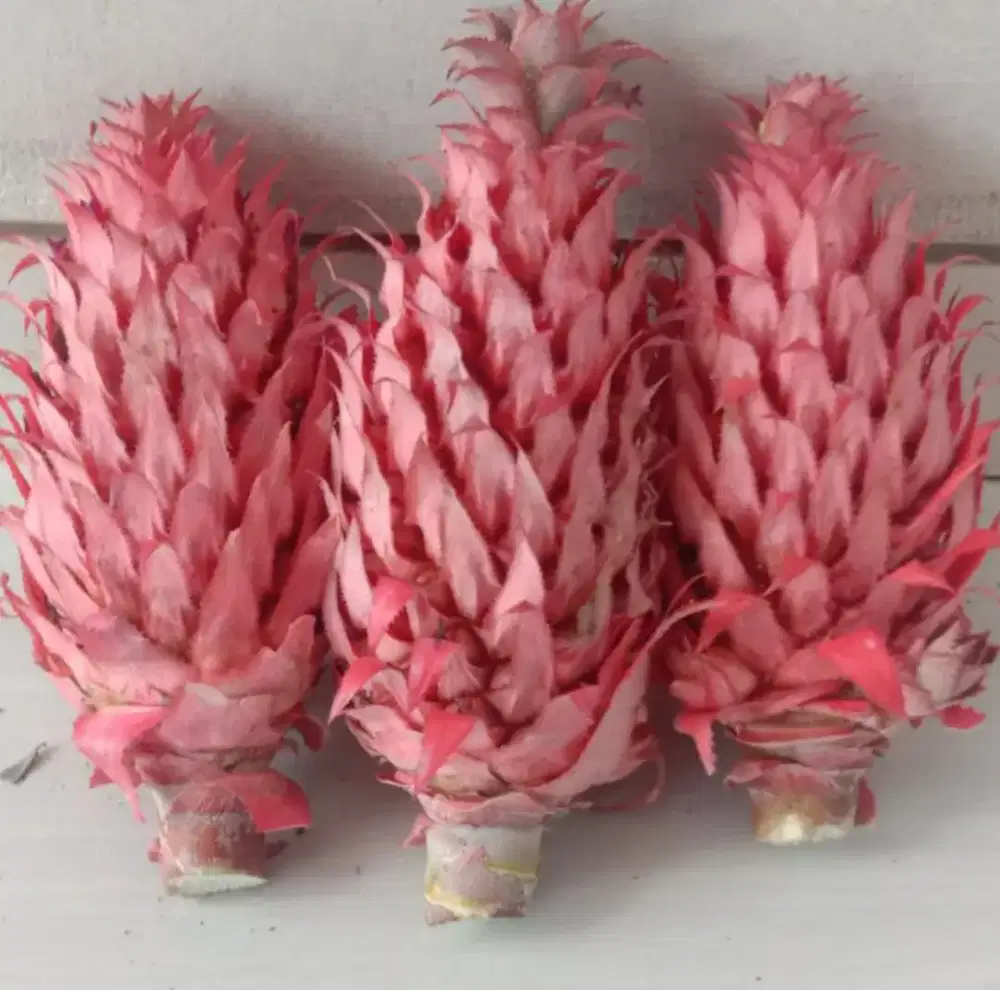 Menjual nanas muda / nanas merah