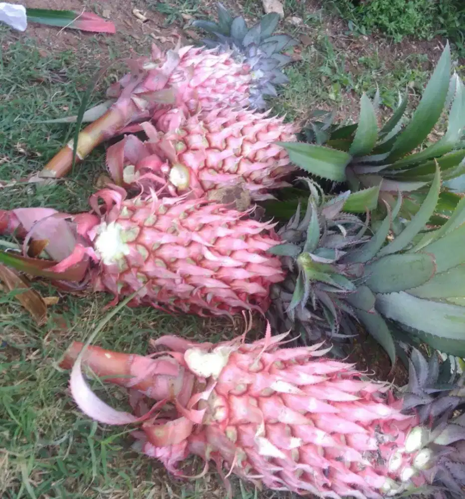 Menjual buah nanas muda / nanas merah segar