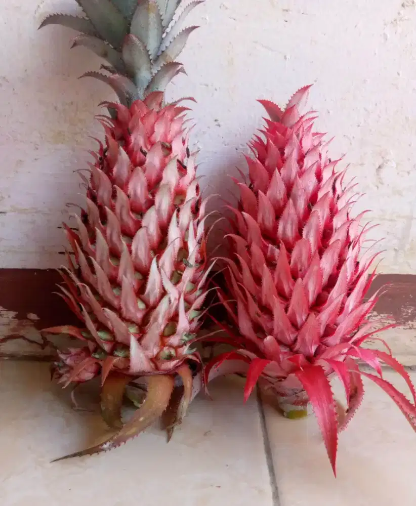 Menjual nanas muda / nanas merah fresh