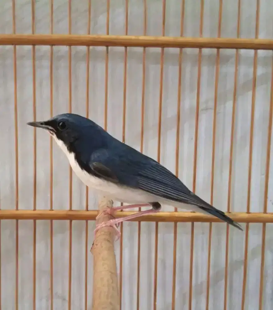 burung migrasi SiberianBlueRobin