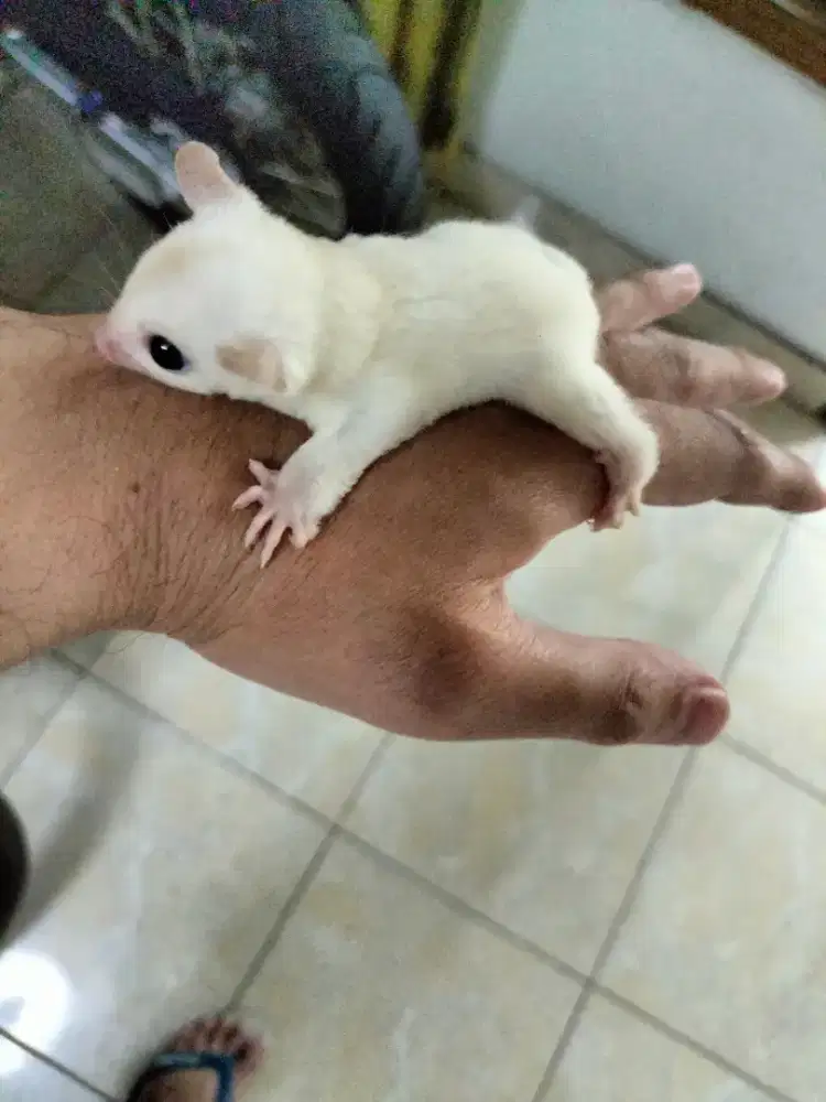 Sugar glider leucistic Joey jantan