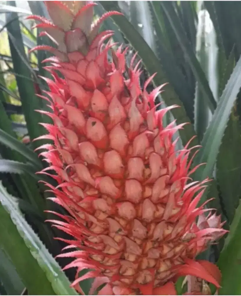 Nanas muda merah