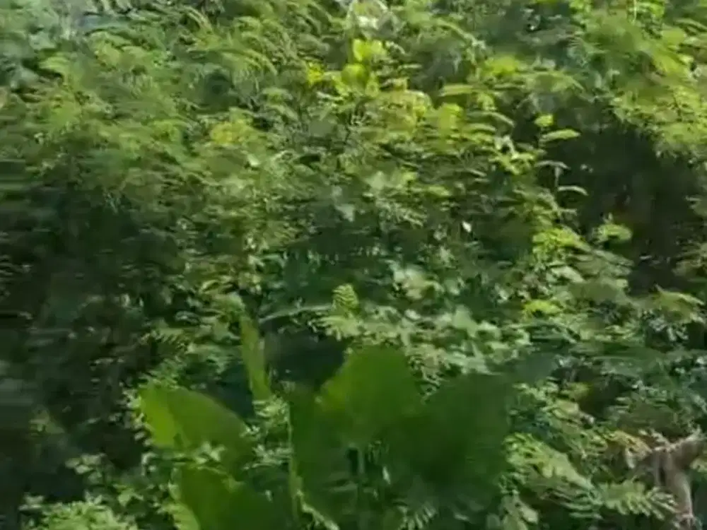 Dijual Tanah Pekarangan Zona Kuning Lokasi Jebres,Solo Luas 3280m2