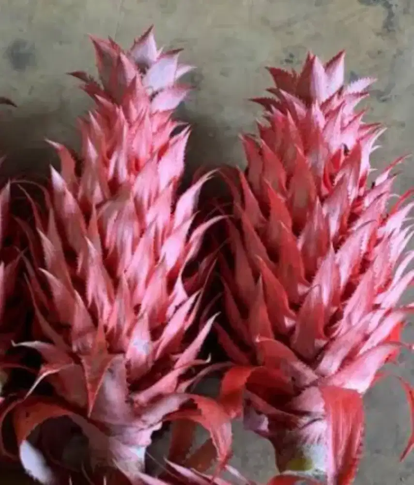 Menjual nanas muda merah fresh