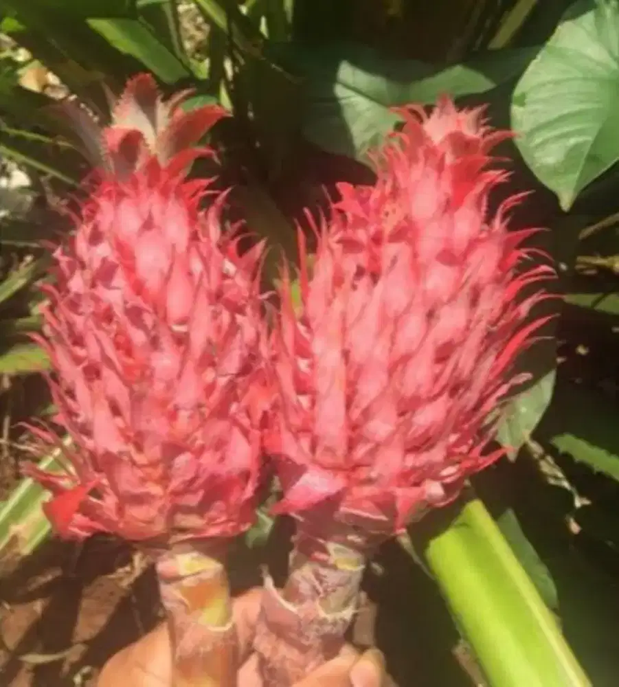 Menjul buah nanas muda merah fresh