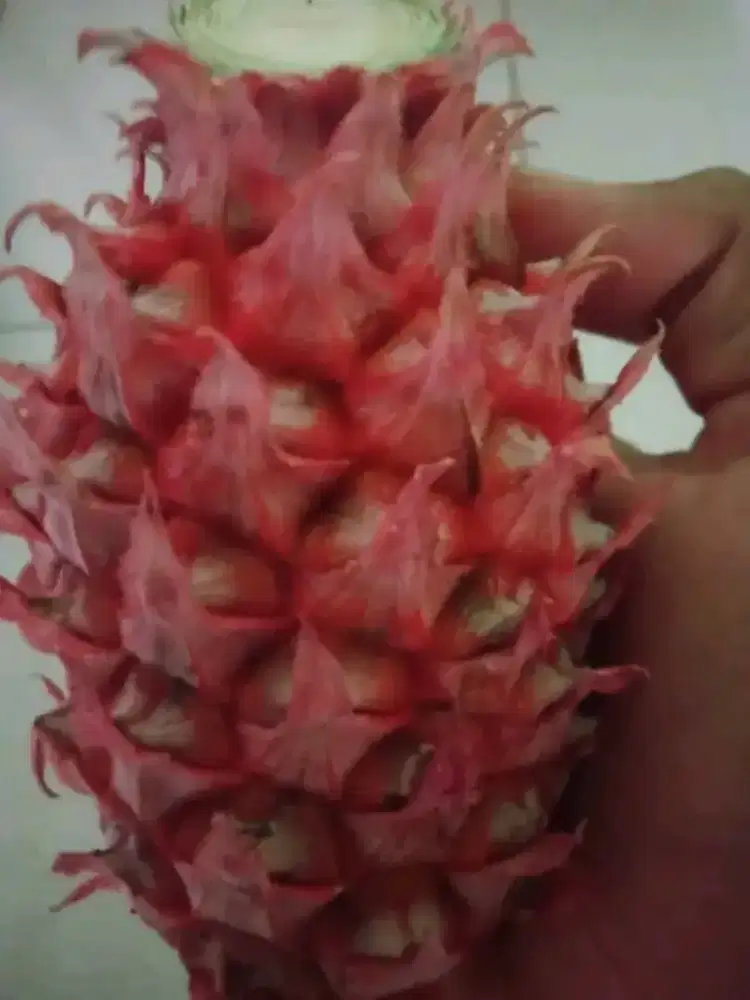 Jual nanas muda / merah / hutan