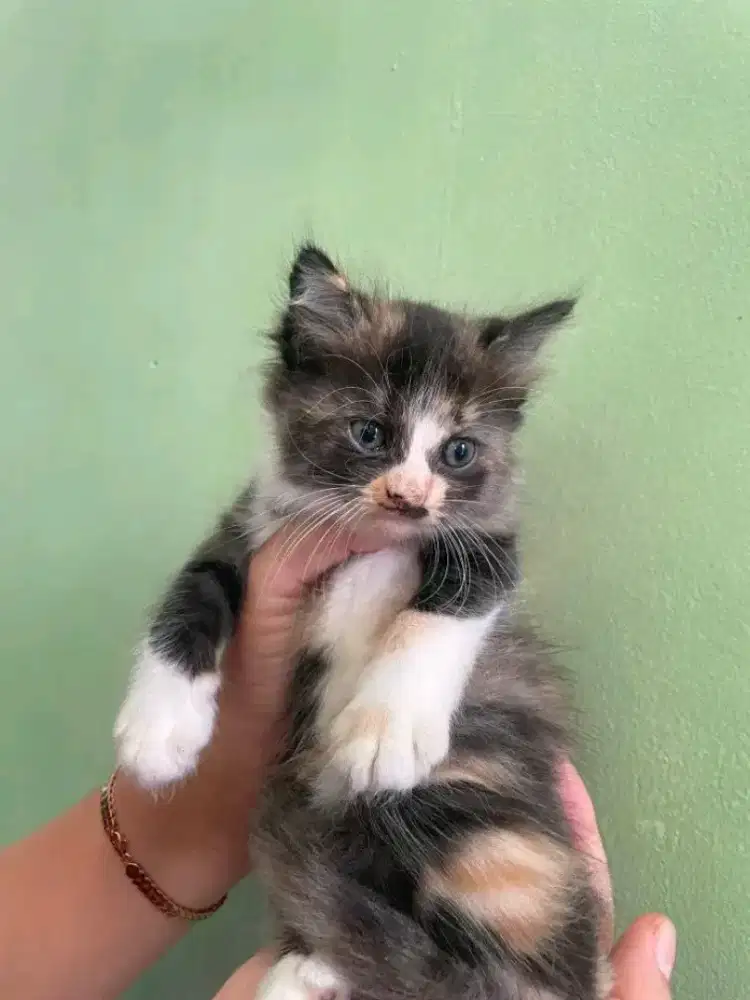 Persia medium  usia 2 bulan