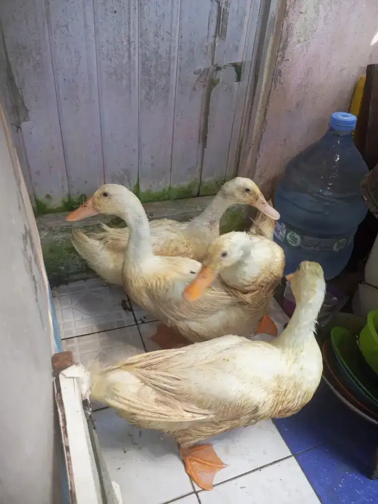 Bebek Peking ada empat borongan aja