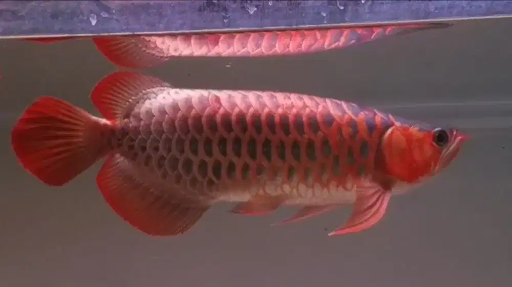 Arowana Super Red Size 43cm