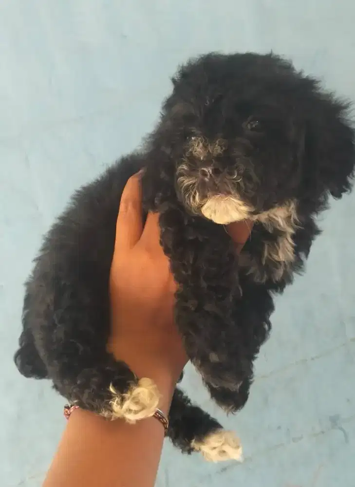 anakan poodle betina