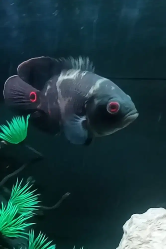 Jual Ikan Oscar Tiger