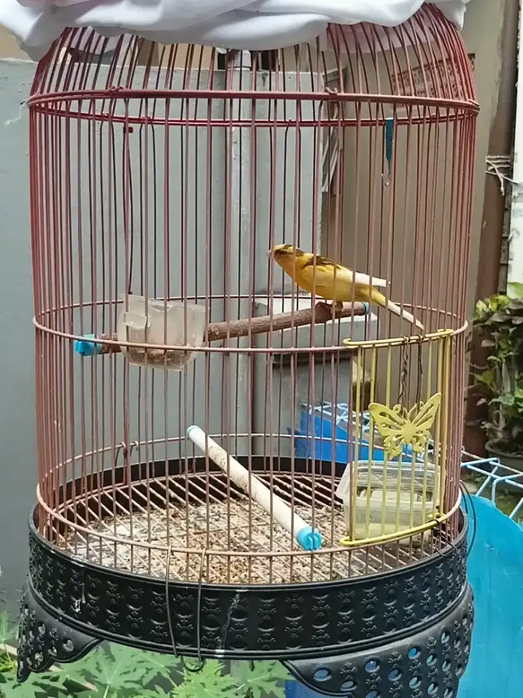 Burung kenari gacoran