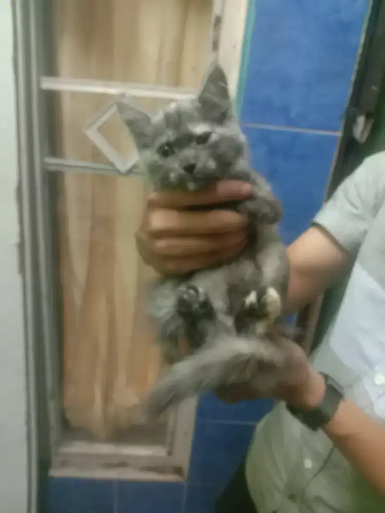Lepas Adop kucing