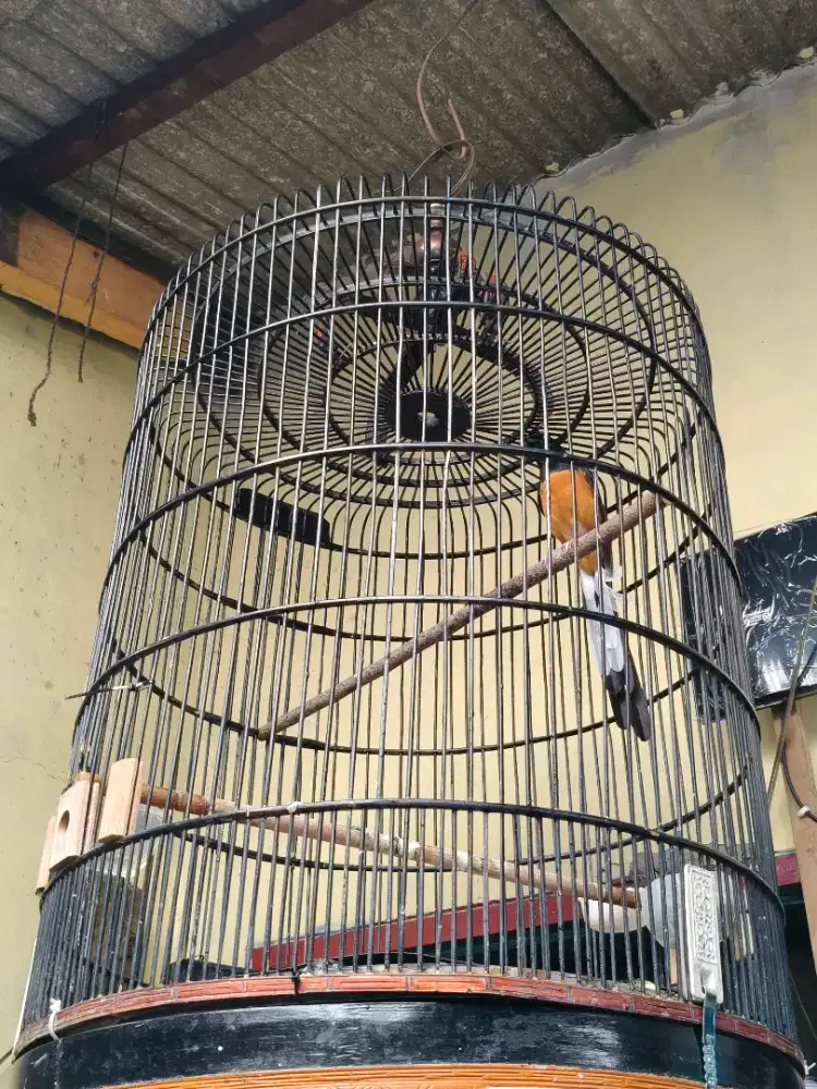 Murai MH Ekor PE 20 dokor