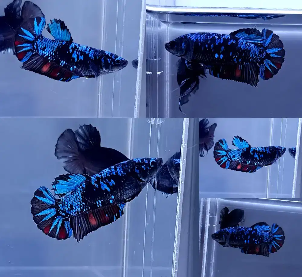 ikan cupang betina giant avatar