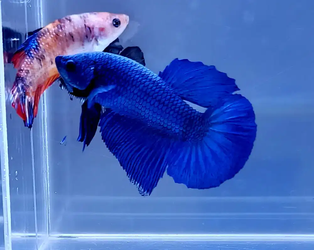 ikan cupang giant blue