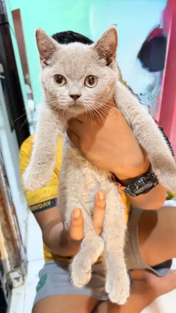 BSH British shorthair betina lillac 3 bulan