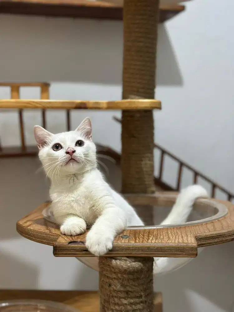 Kucing BSH mix persia jantan putih whitesolid