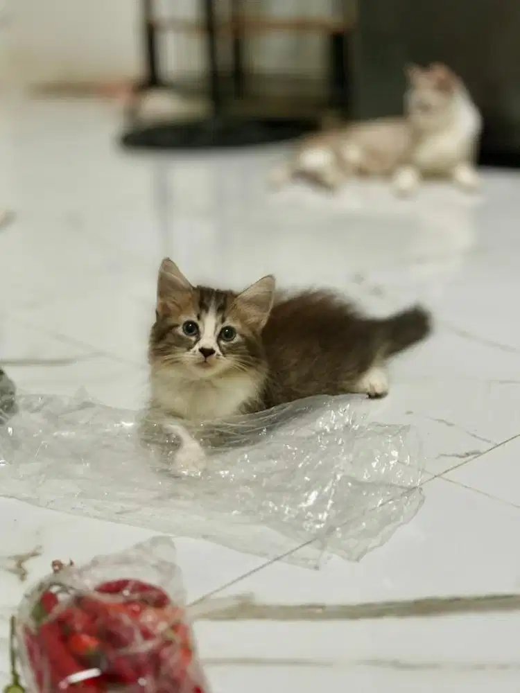 Kucing Kitten Persia Female