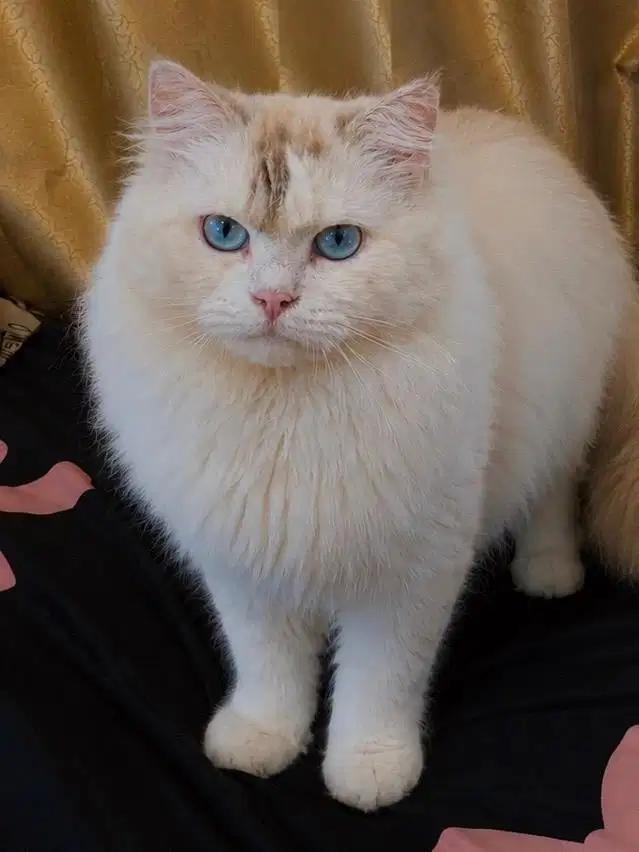 Ragdoll jantan 8 bulan