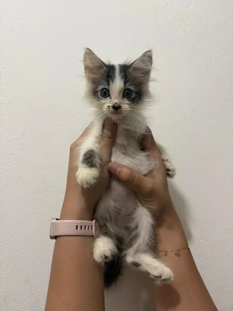 kucing kitten betina 2.5month