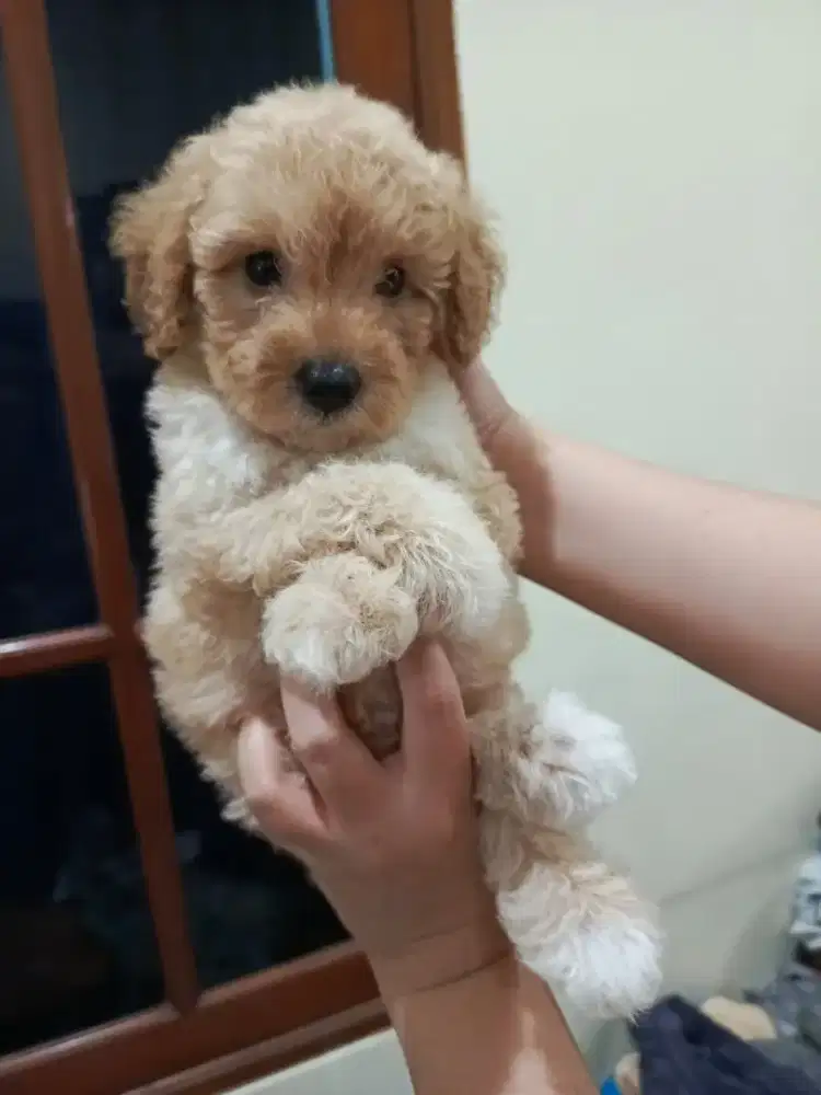 Jual Anak Anjing Poodle