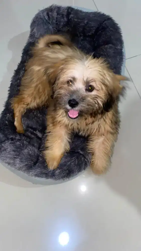 Anjing peliharaan