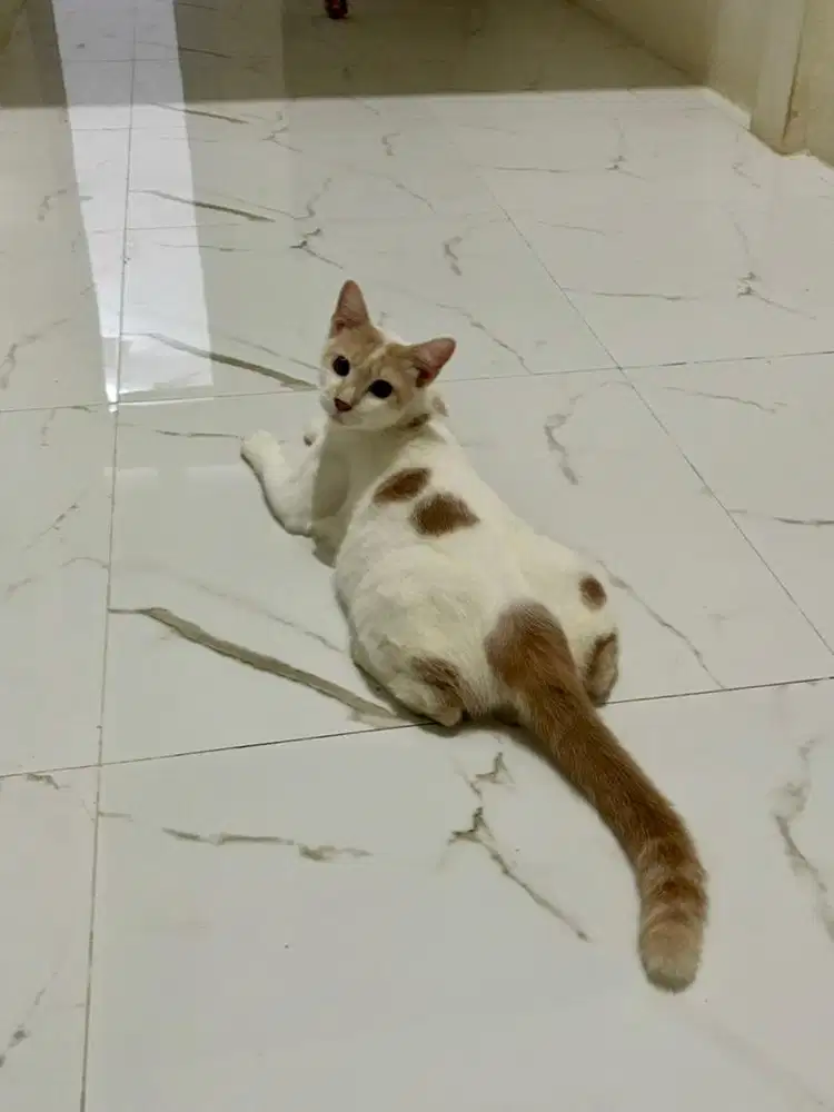 kucing persia x dome