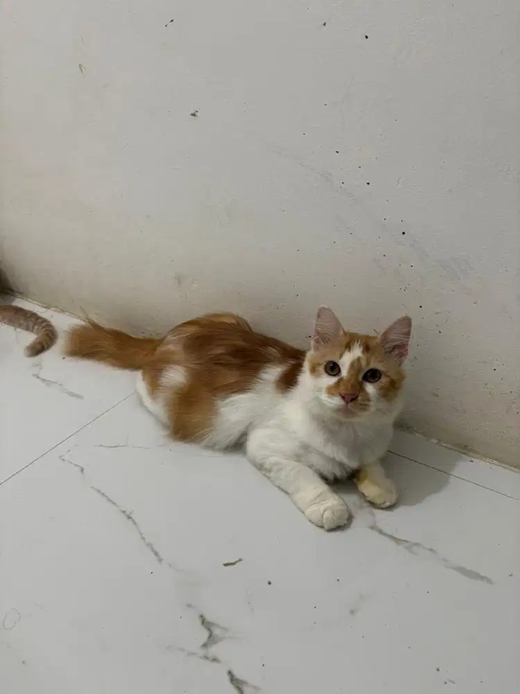 kucing persia male 1thn