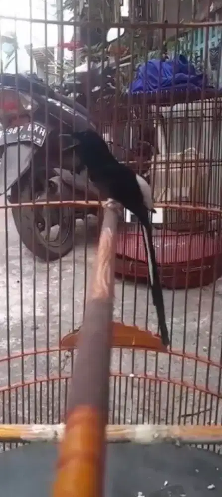 murai hutan prestasi paru cela