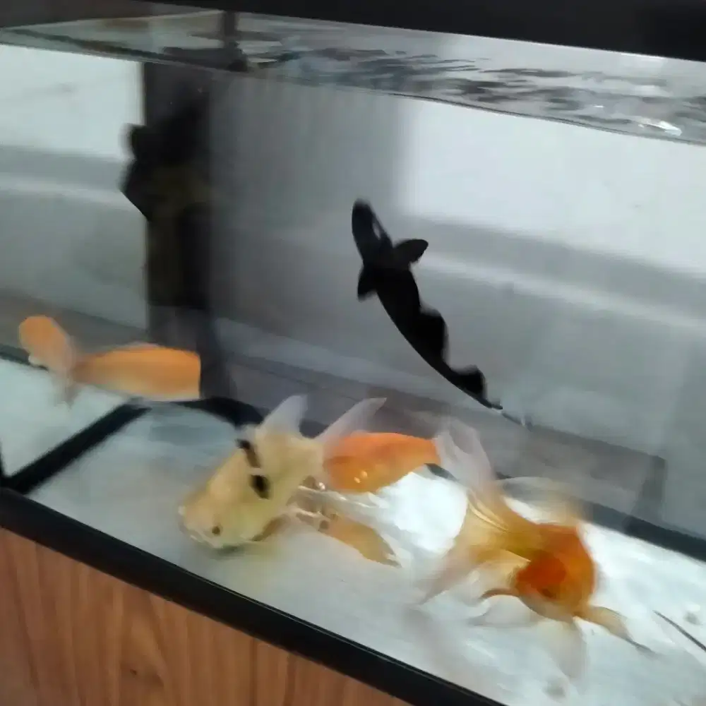 Jual Ikan + Aquarium dan Gelembung