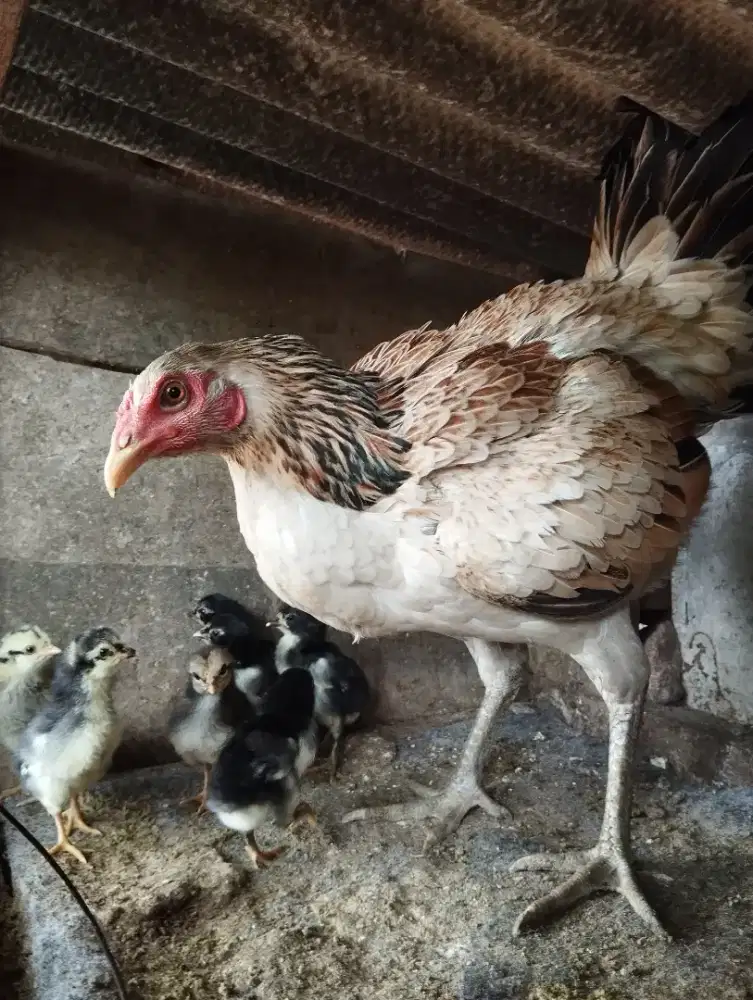 Dijual Ayam Bangkok Pama Betina/biang