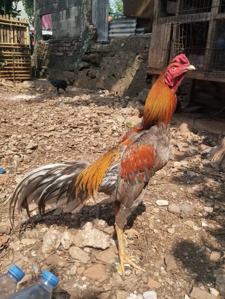 Dijual Ayam BK Mangon Pukul Istimewa