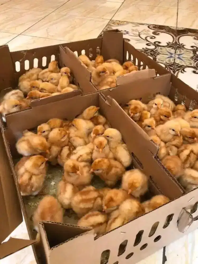 DOC ayam petelur 1box isi 102