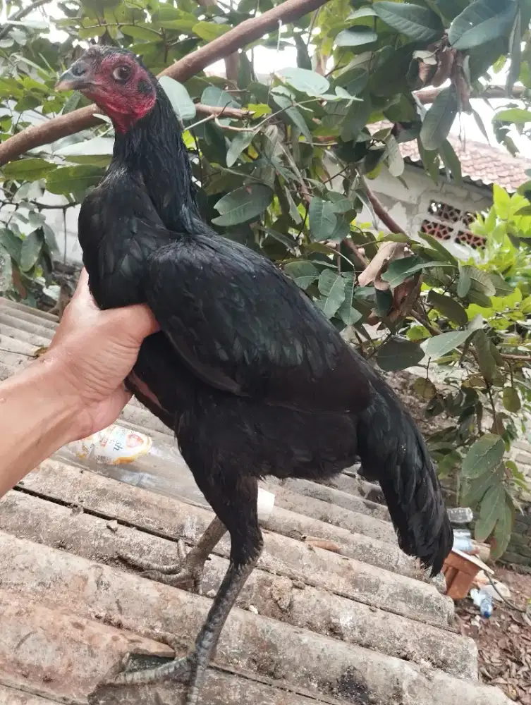 Dijual Dedara Khoyngon Blackbull line