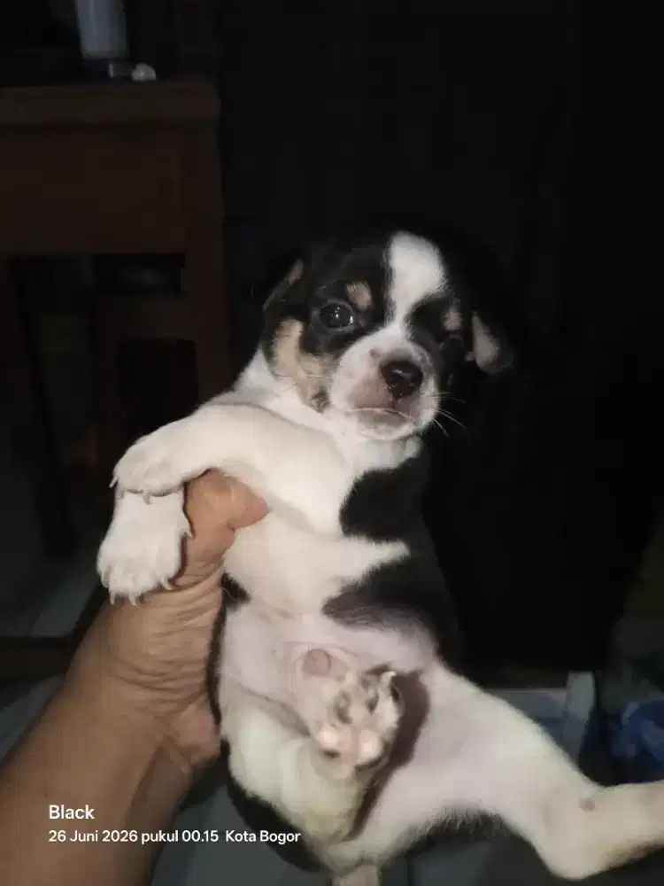 Chihuahua puppy