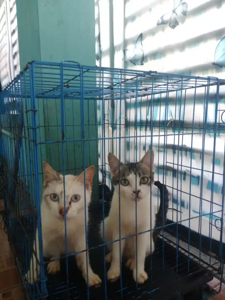 Jual kucing blasteran