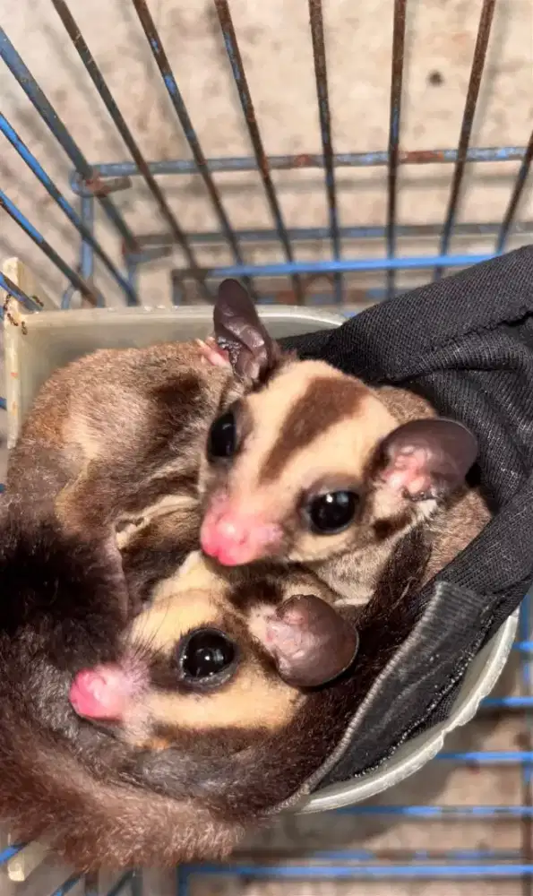 sugar glider jantan,betina,anakan