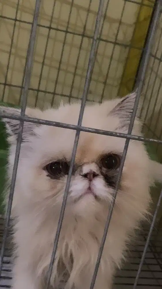 Kucing peaknose