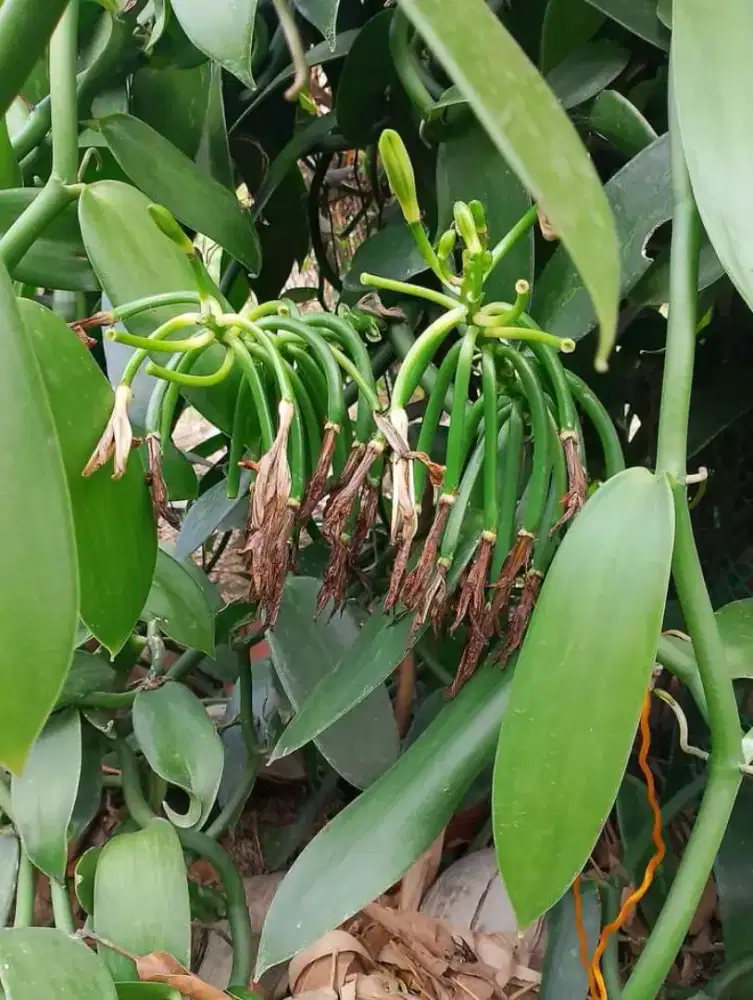 Vanilla beans grade A