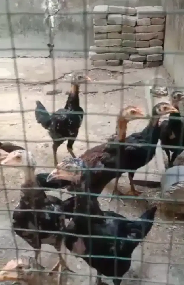 Ayam bangkok asli.