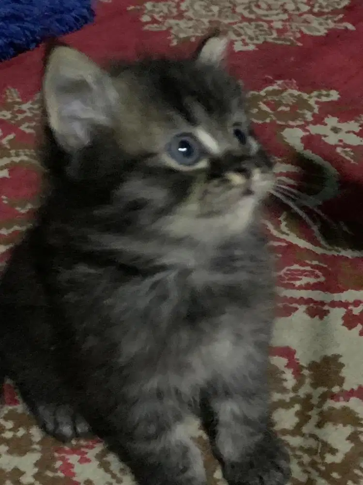 KITTEN PERSIA MEDIUM