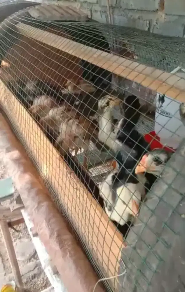 Boc. Ayam bangkok asli