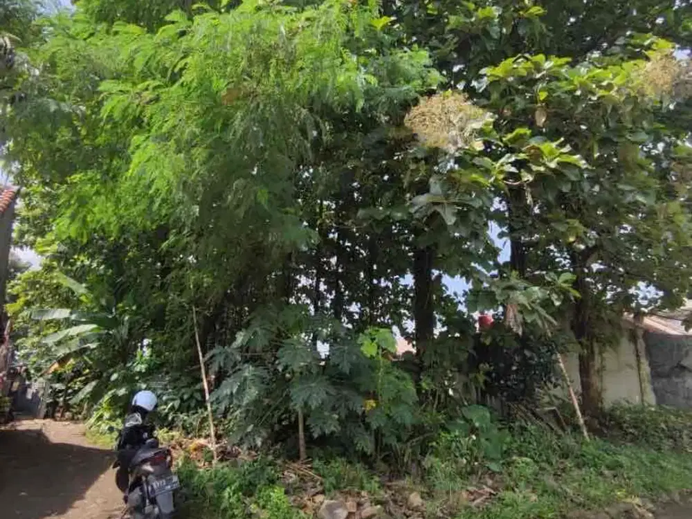 Tanah Ditanami Pohon Jati Di Kandang Roda Cibinong 2 Jutaan